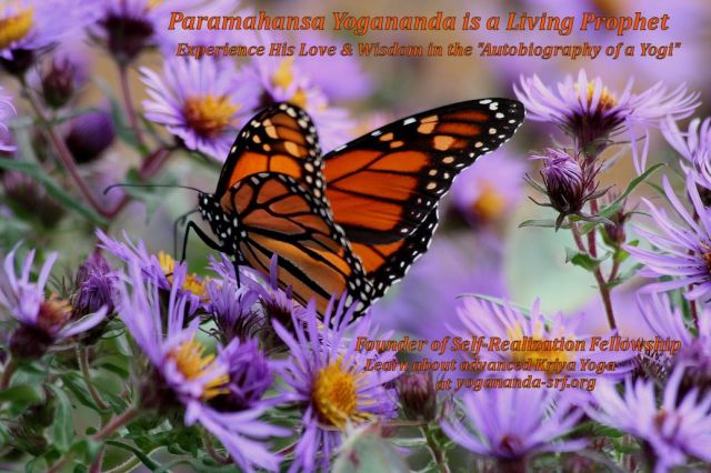 PY  quote and Monarch Butterfly 1 2015